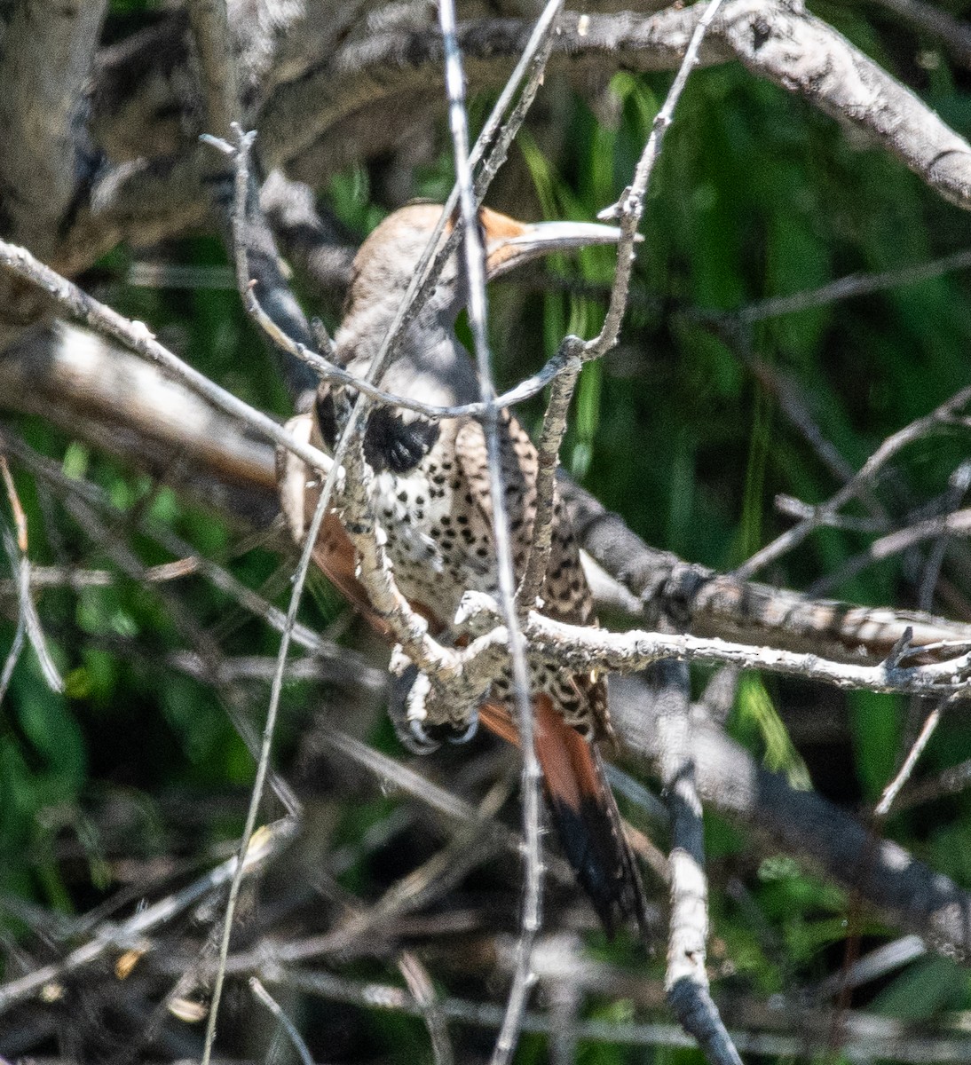 Carpintero Escapulario - ML620729487