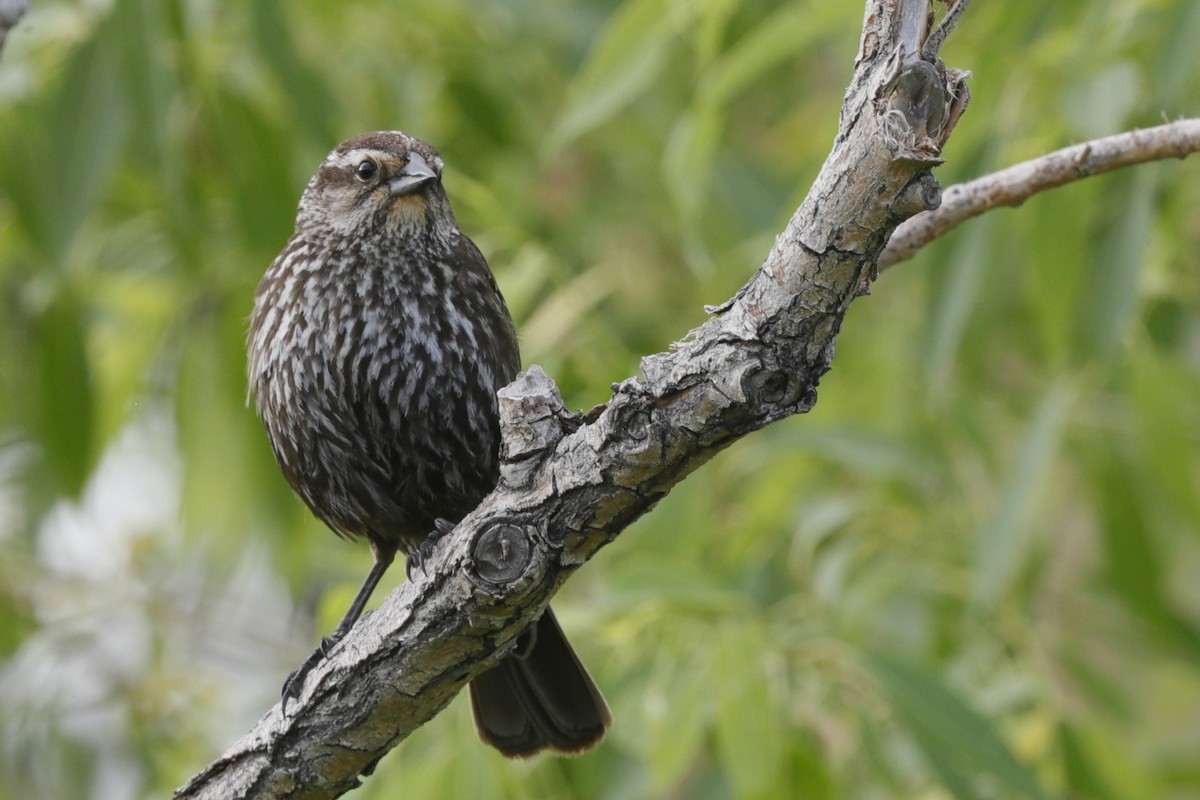 Red-winged Blackbird - ML620729488