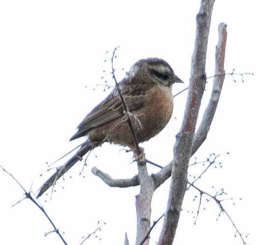 Rock Bunting - ML620729490