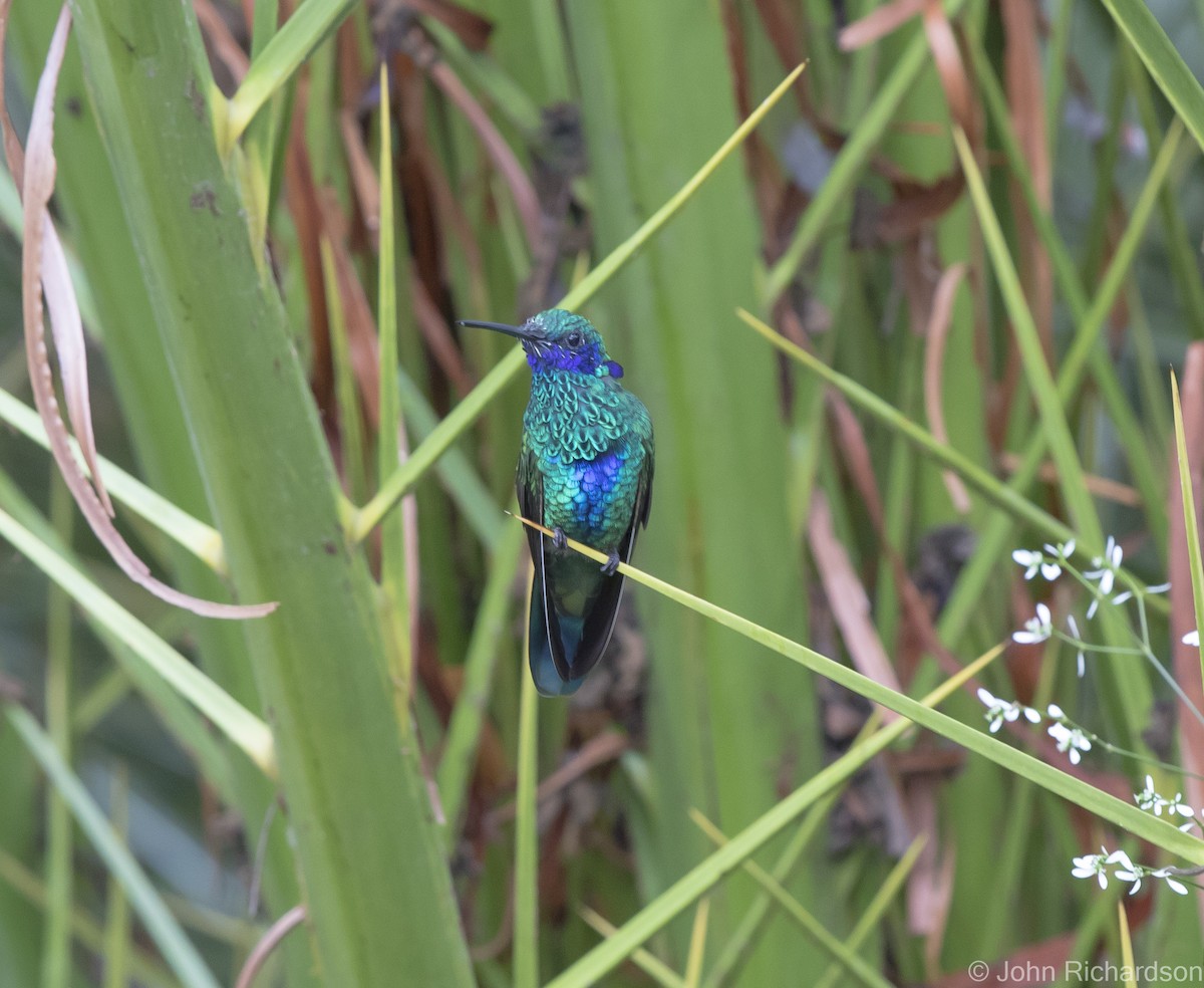 kolibřík modrolící - ML620729493