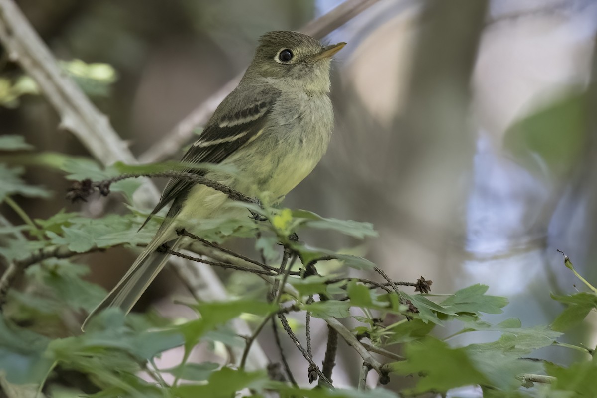 Western Flycatcher - ML620729494