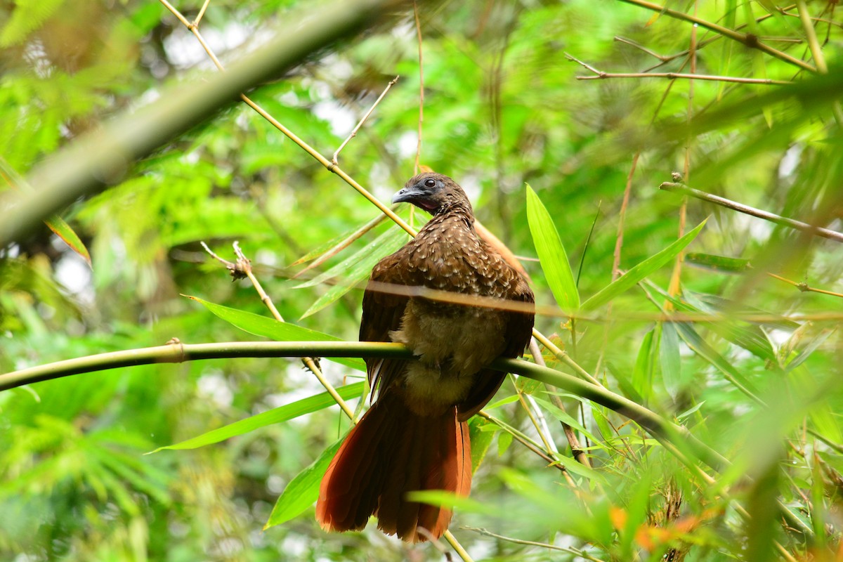 Speckled Chachalaca - ML620729502