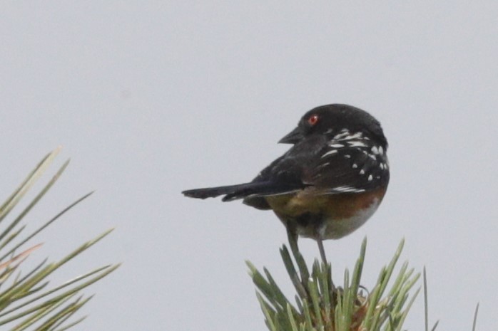 Spotted Towhee - ML620729507