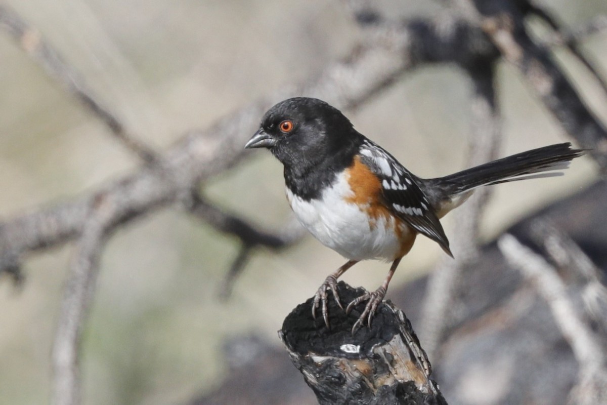 Spotted Towhee - ML620729509