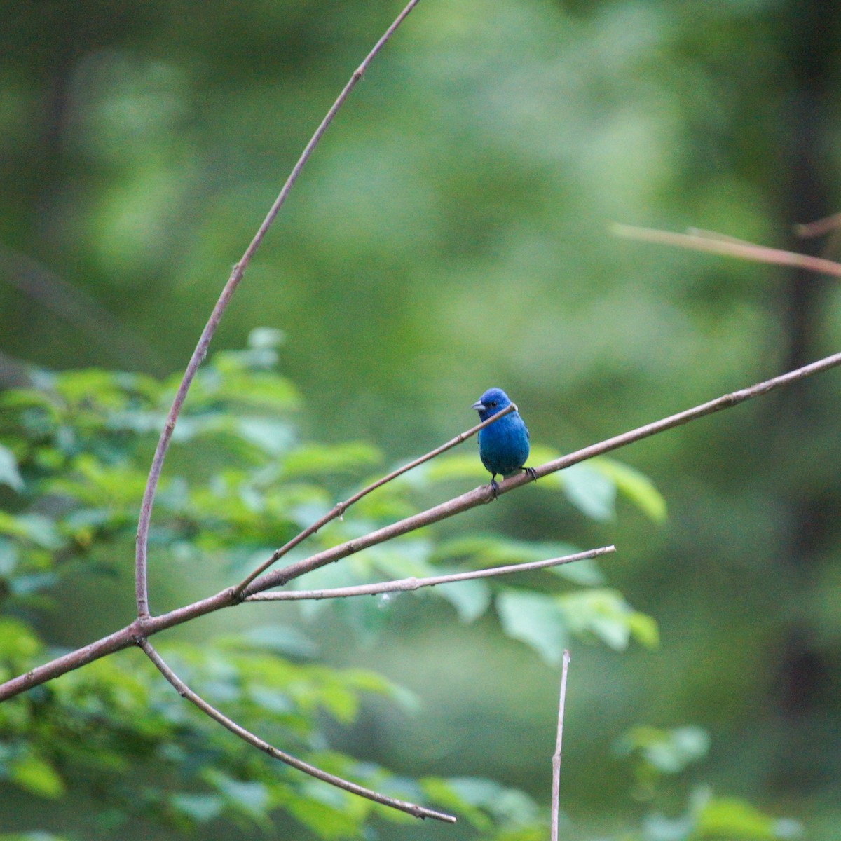 Indigo Bunting - ML620729514