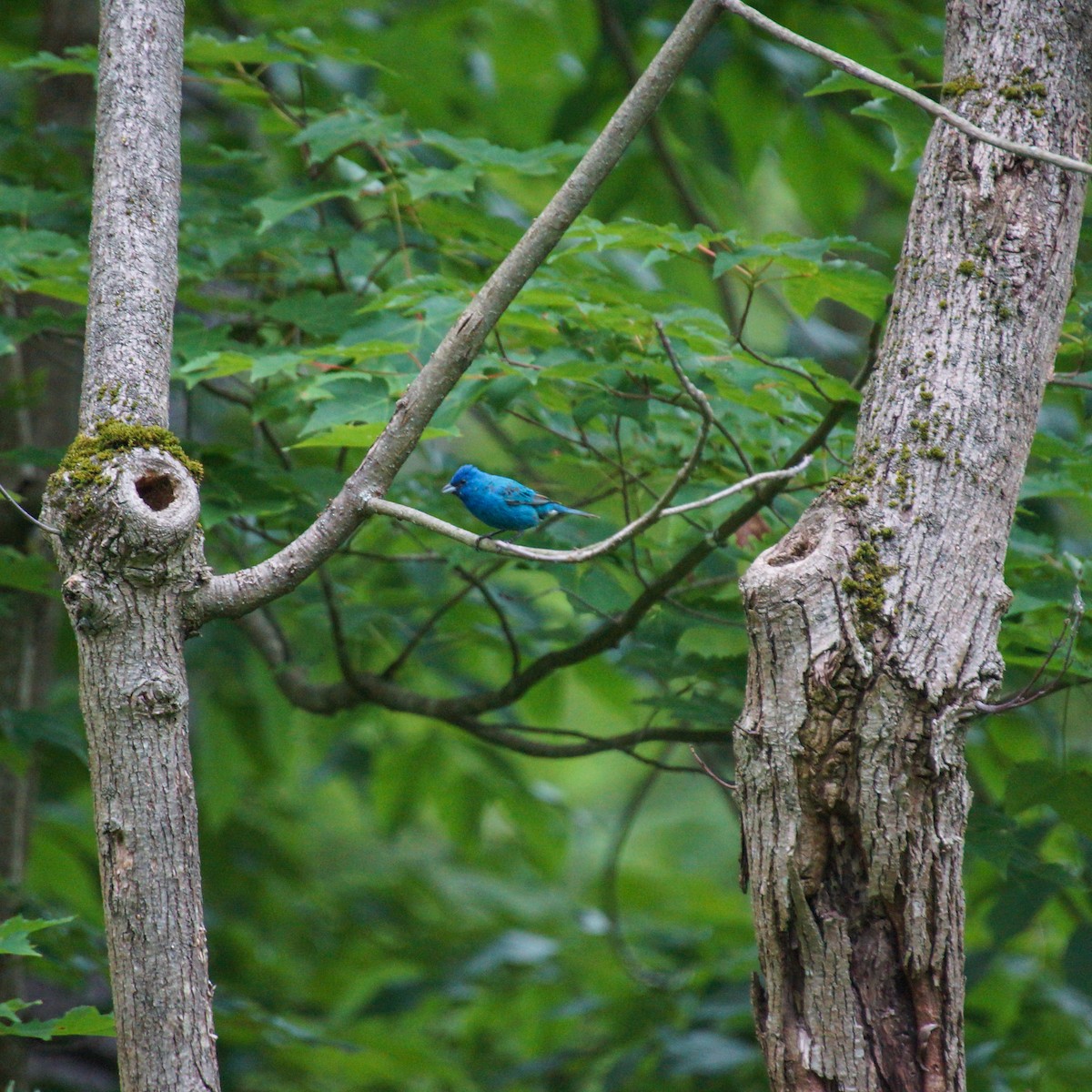 Indigo Bunting - ML620729515