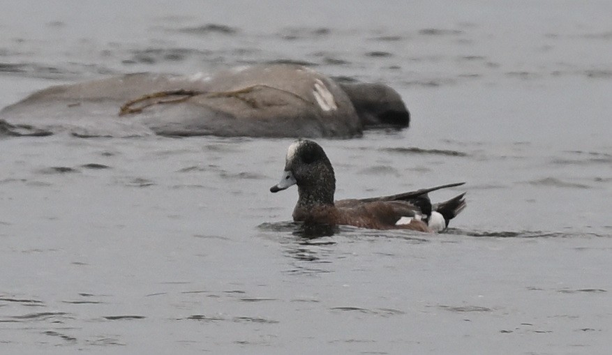 American Wigeon - ML620729517