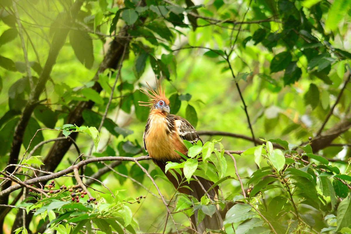 Hoatzin - ML620729518