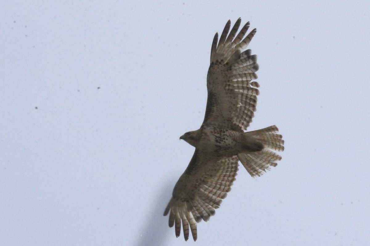 Red-tailed Hawk - ML620729519