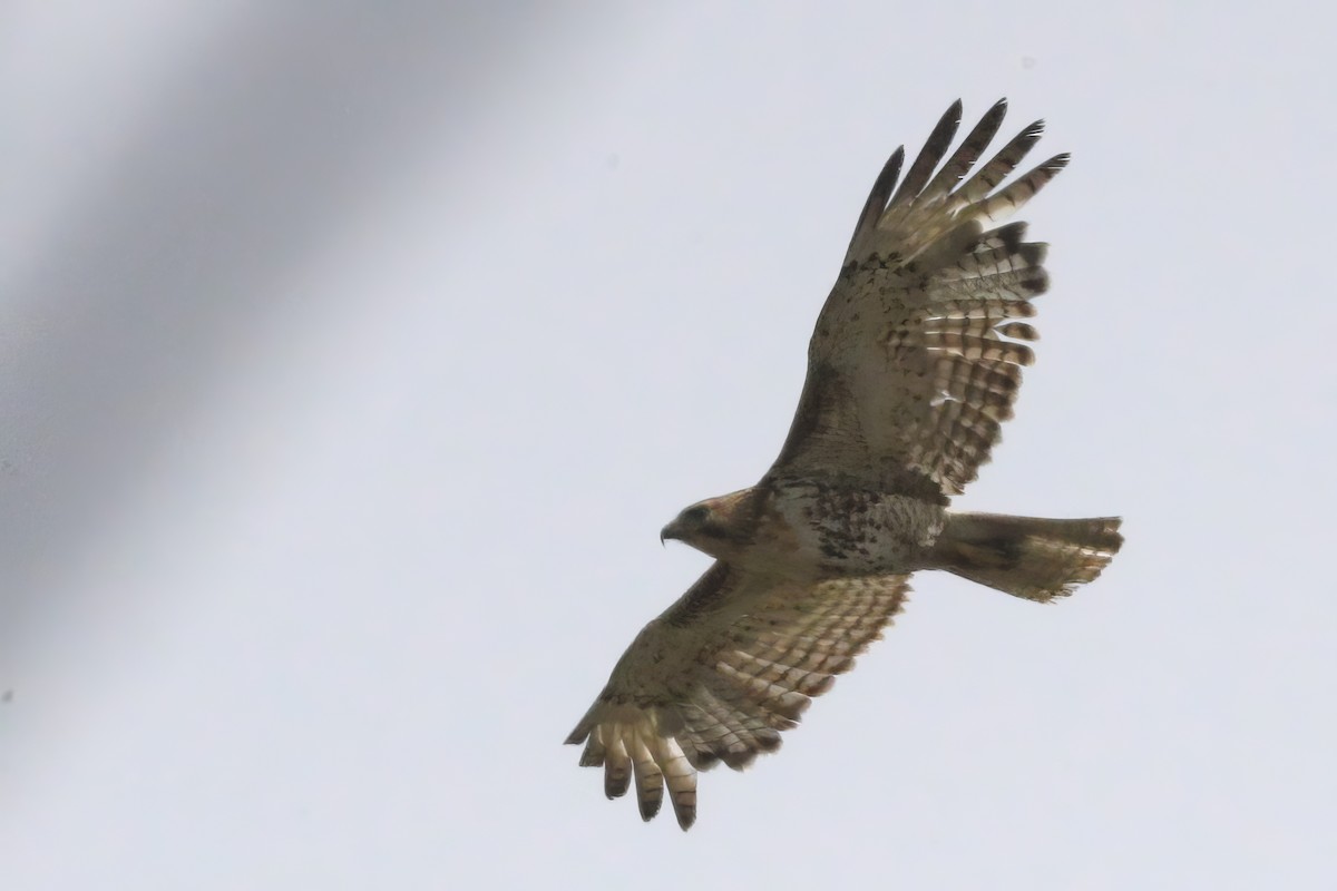 Red-tailed Hawk - ML620729520