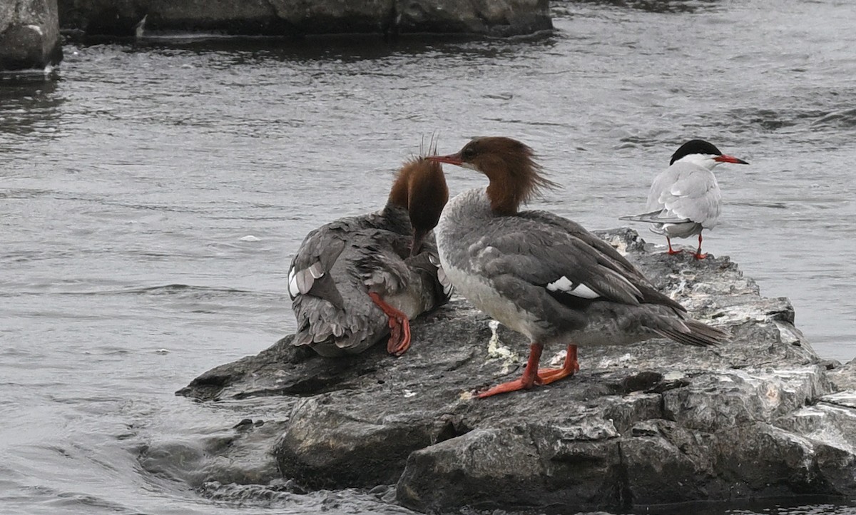 Common Merganser - Sylvain Cardinal