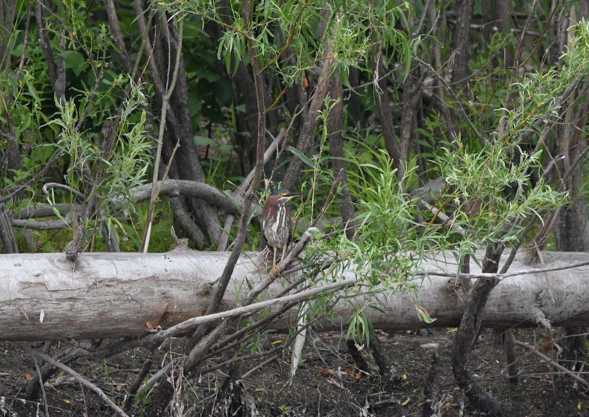 Green Heron - ML620729536