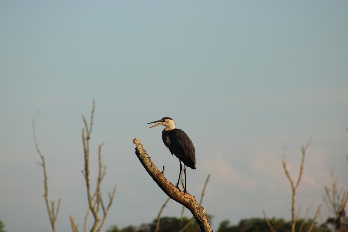 Great Blue Heron - ML620729540