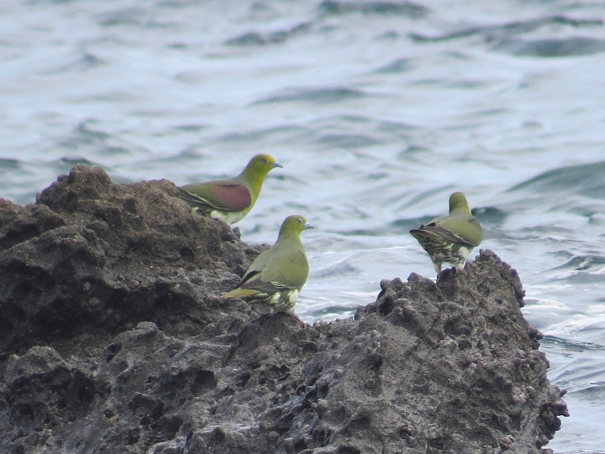 White-bellied Green-Pigeon - ML620729543
