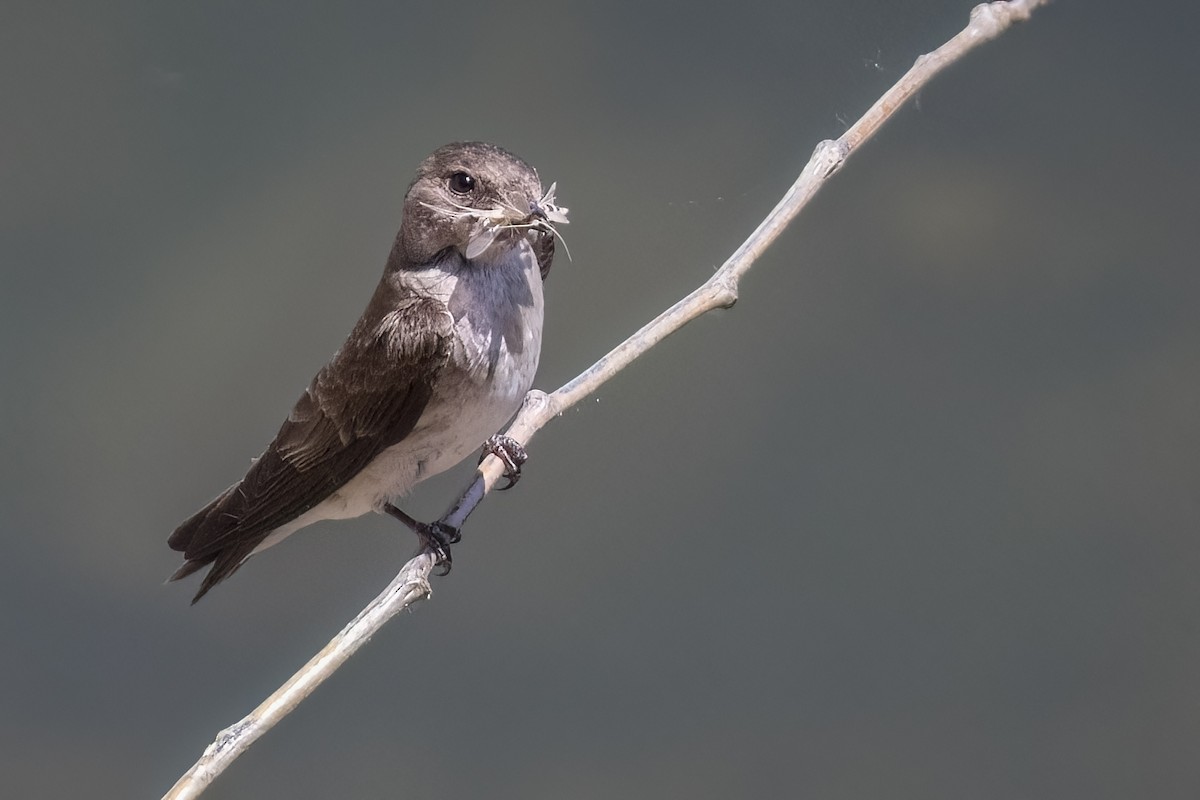 Northern Rough-winged Swallow - ML620729546
