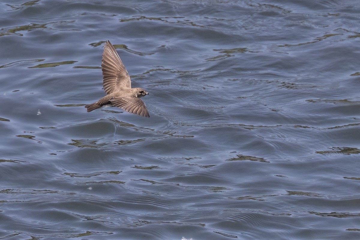 Northern Rough-winged Swallow - ML620729549