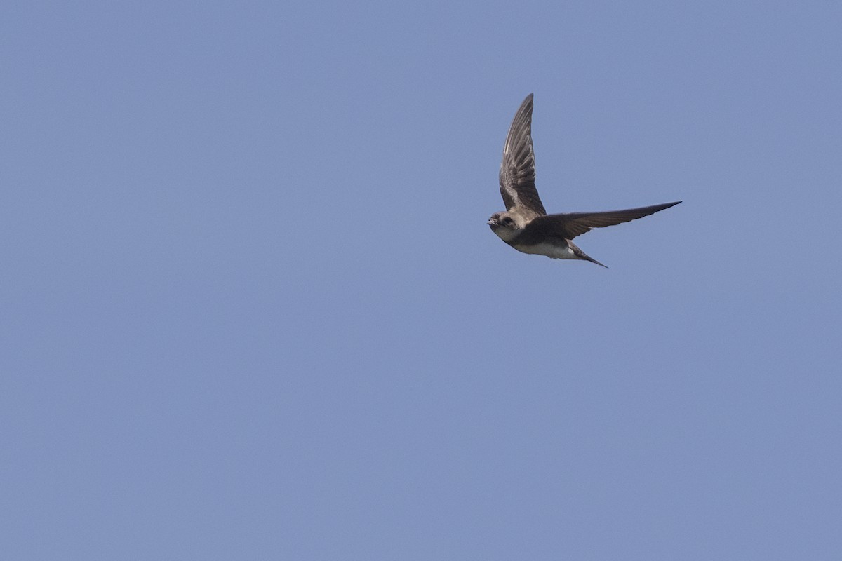 Bank Swallow - ML620729550