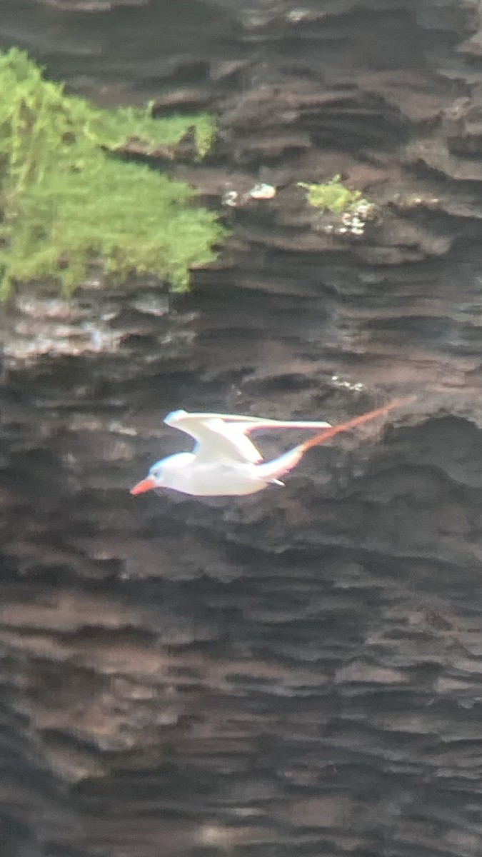 Red-tailed Tropicbird - ML620729553