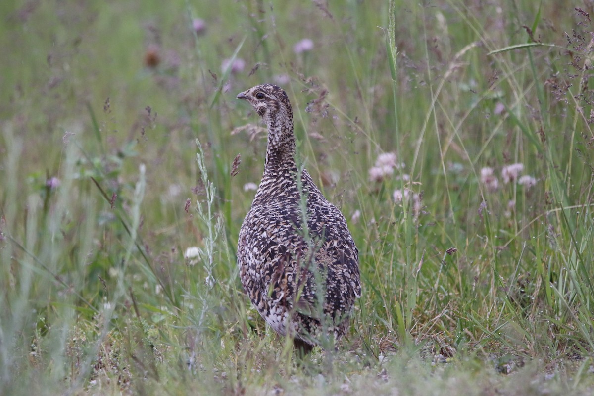 Sharp-tailed Grouse - ML620729555