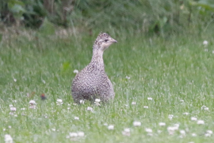 Sharp-tailed Grouse - ML620729562