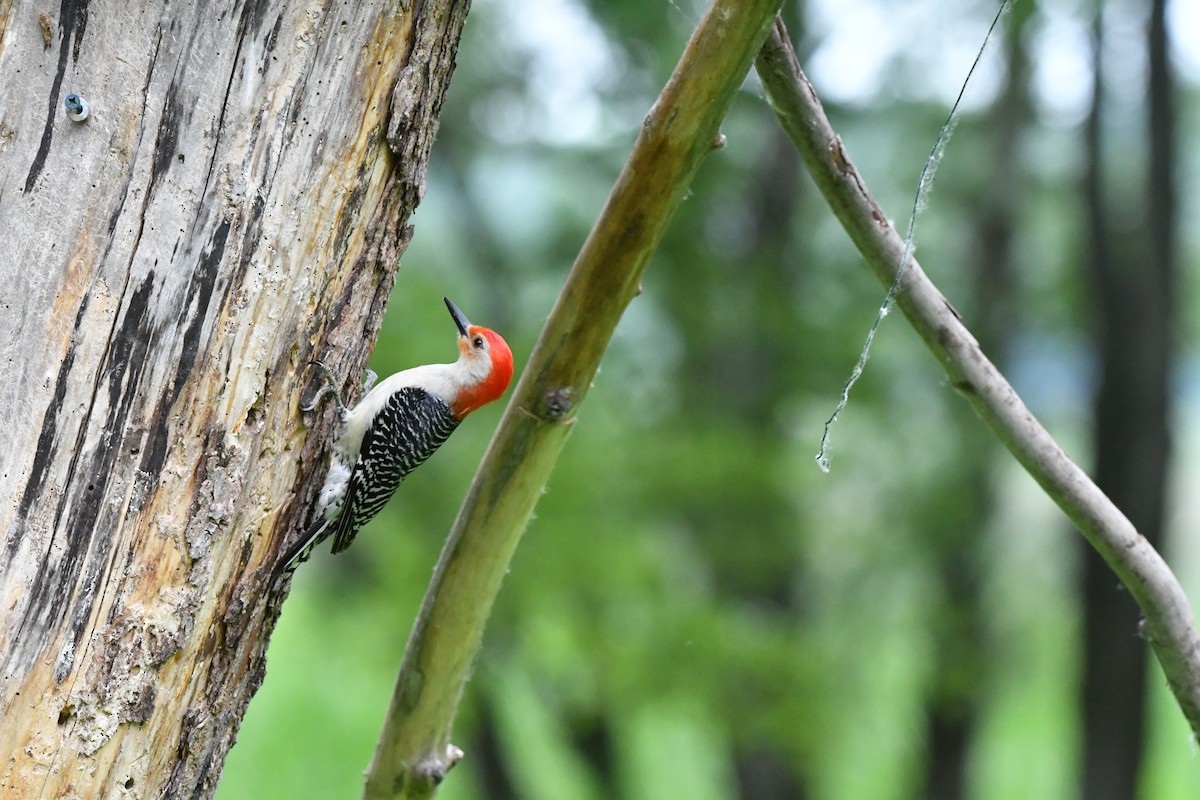 Red-bellied Woodpecker - ML620729563