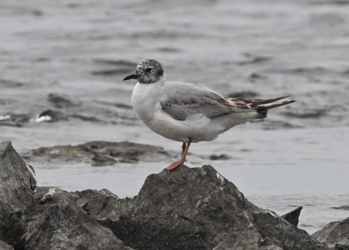 Bonaparte's Gull - ML620729567