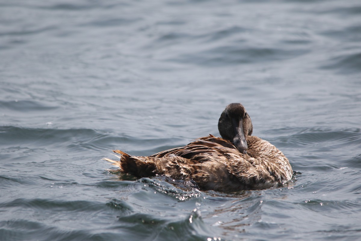 Common Eider - ML620729583