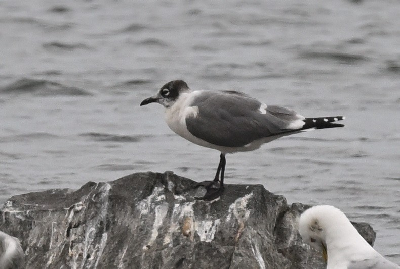 Franklin's Gull - Sylvain Cardinal