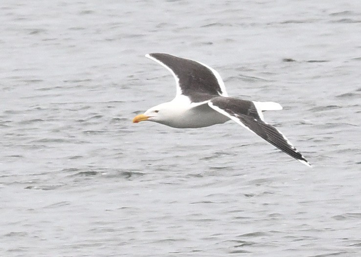 Great Black-backed Gull - ML620729615