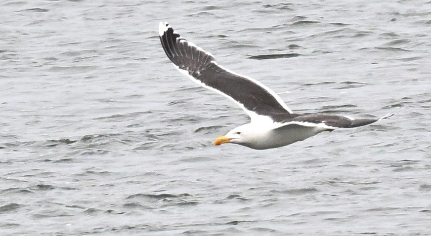 Great Black-backed Gull - ML620729616