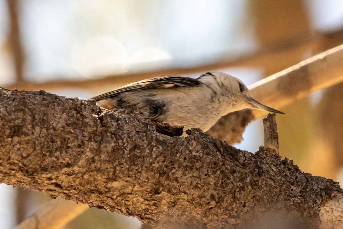 White-breasted Nuthatch - ML620729636