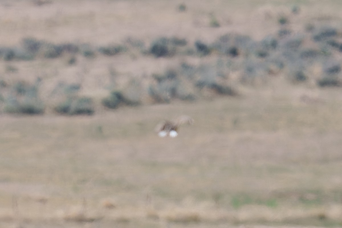 Chihuahuan Meadowlark - ML620729646