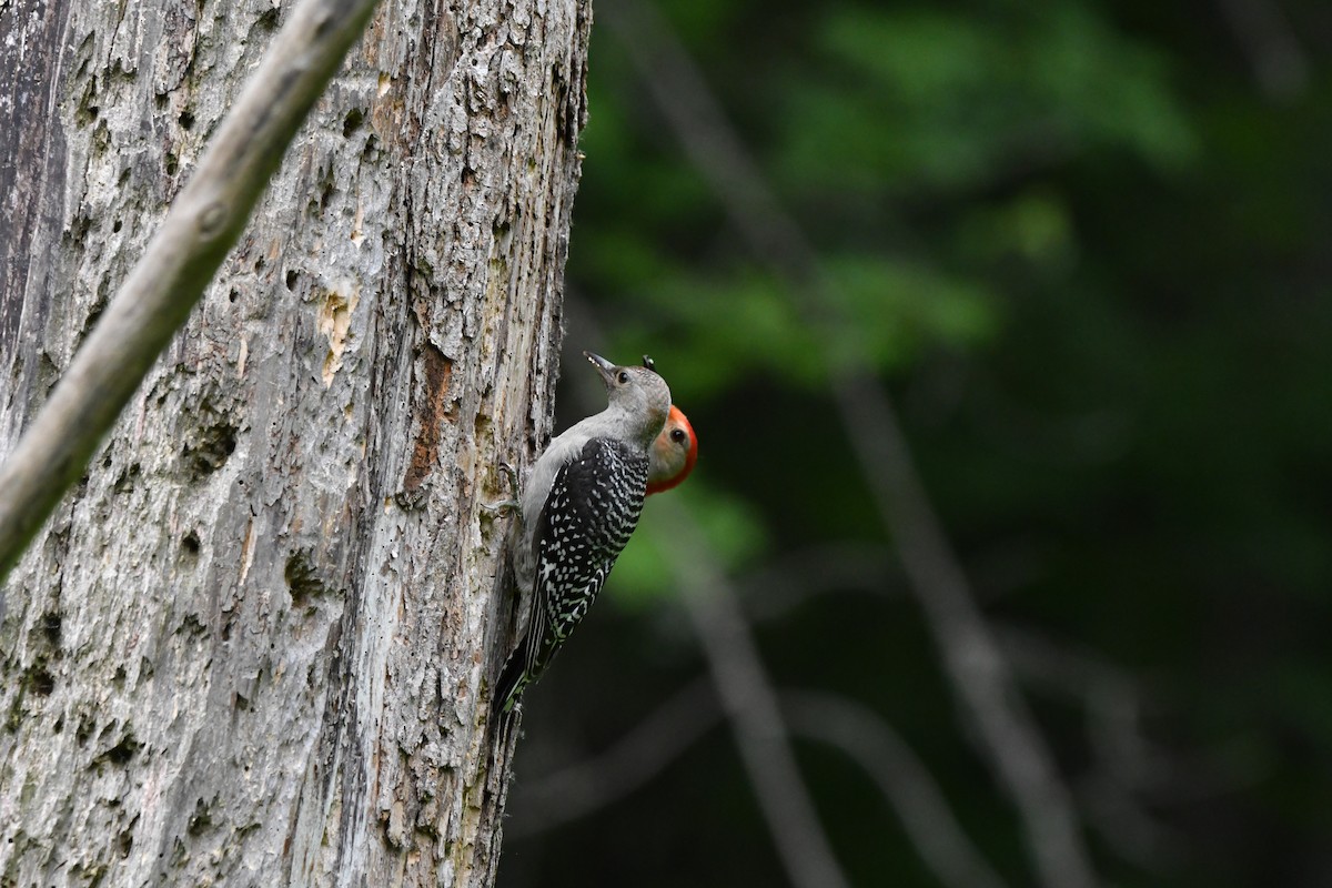 Red-bellied Woodpecker - yves dupont