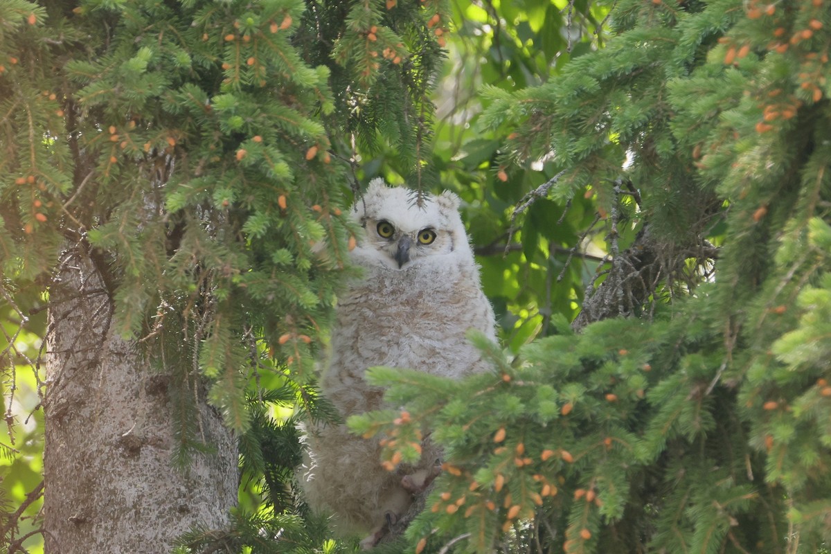 Great Horned Owl - ML620729662