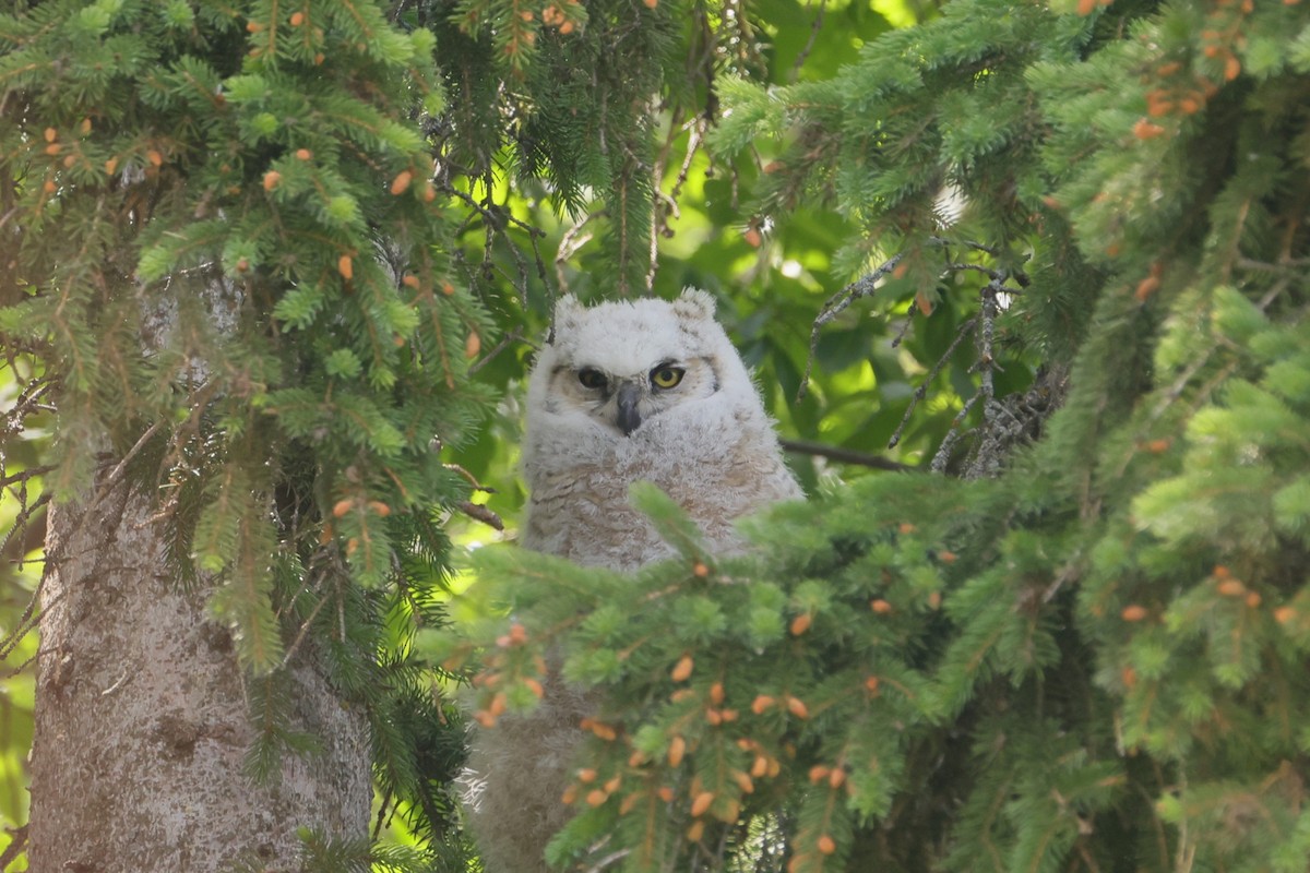 Great Horned Owl - ML620729673