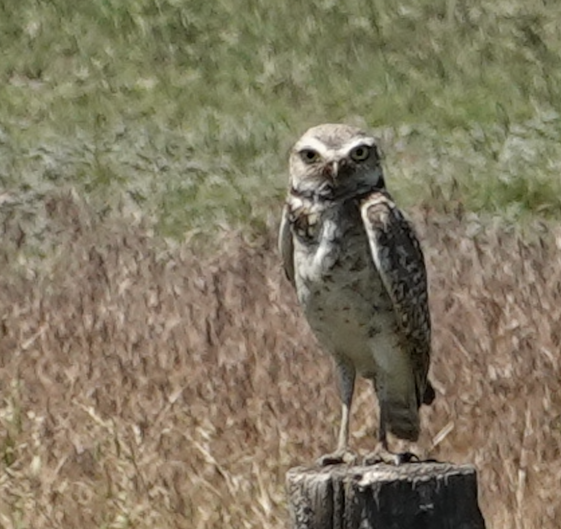 Burrowing Owl - ML620729681
