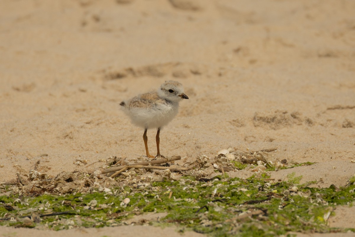Piping Plover - ML620729688