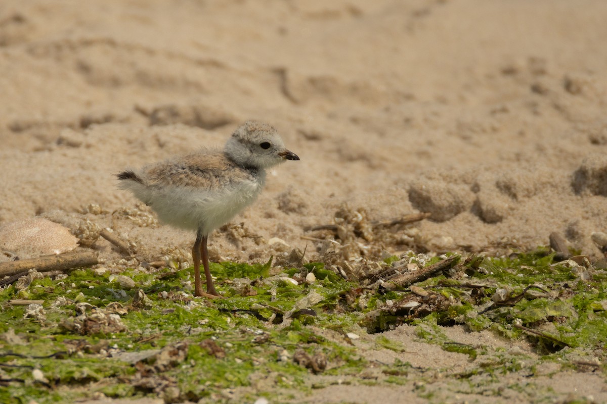 Piping Plover - ML620729689