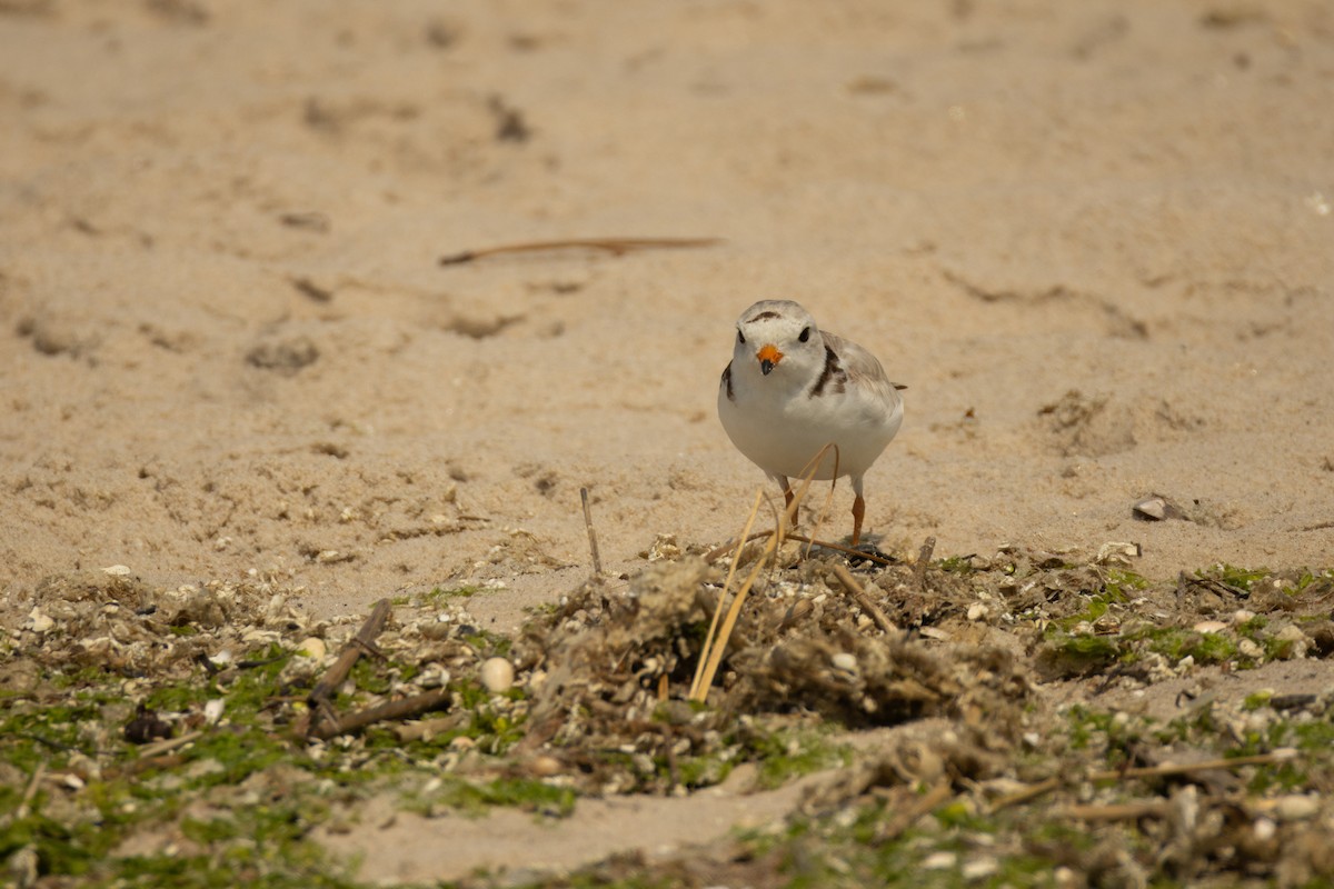 Piping Plover - ML620729690