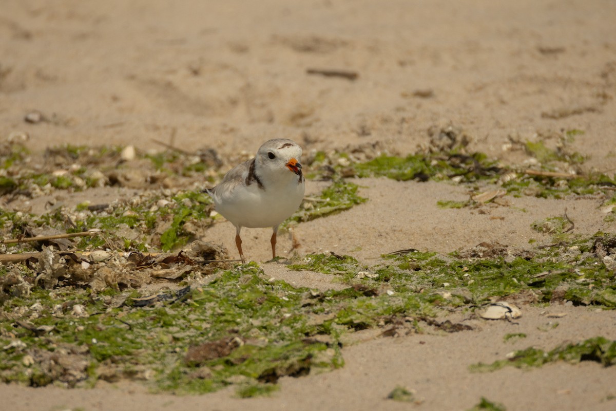 Piping Plover - ML620729691