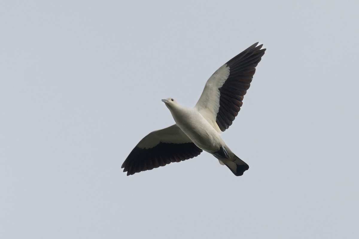 Pied Imperial-Pigeon - ML620729692