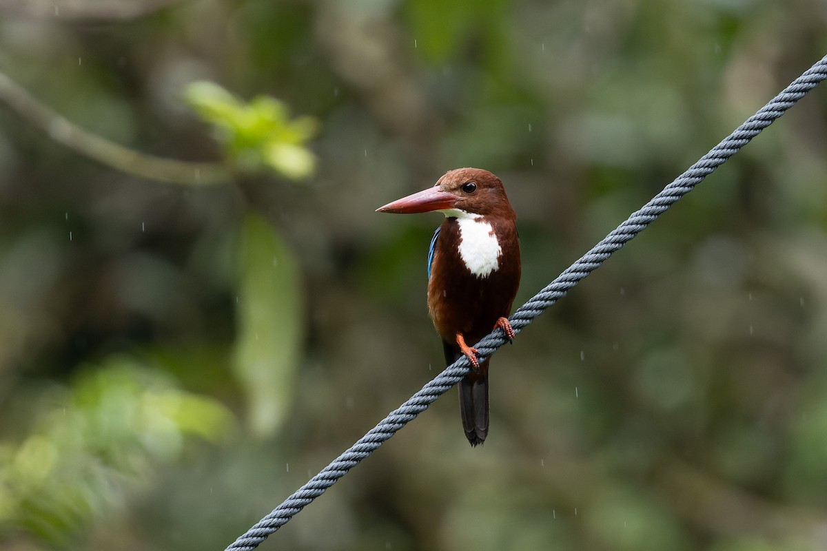 White-throated Kingfisher - ML620729695