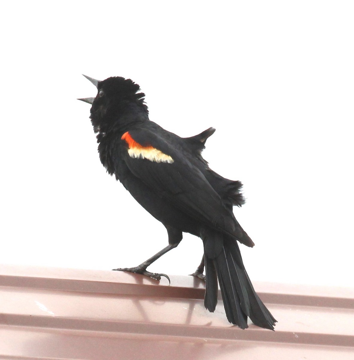 Red-winged Blackbird - ML620729699