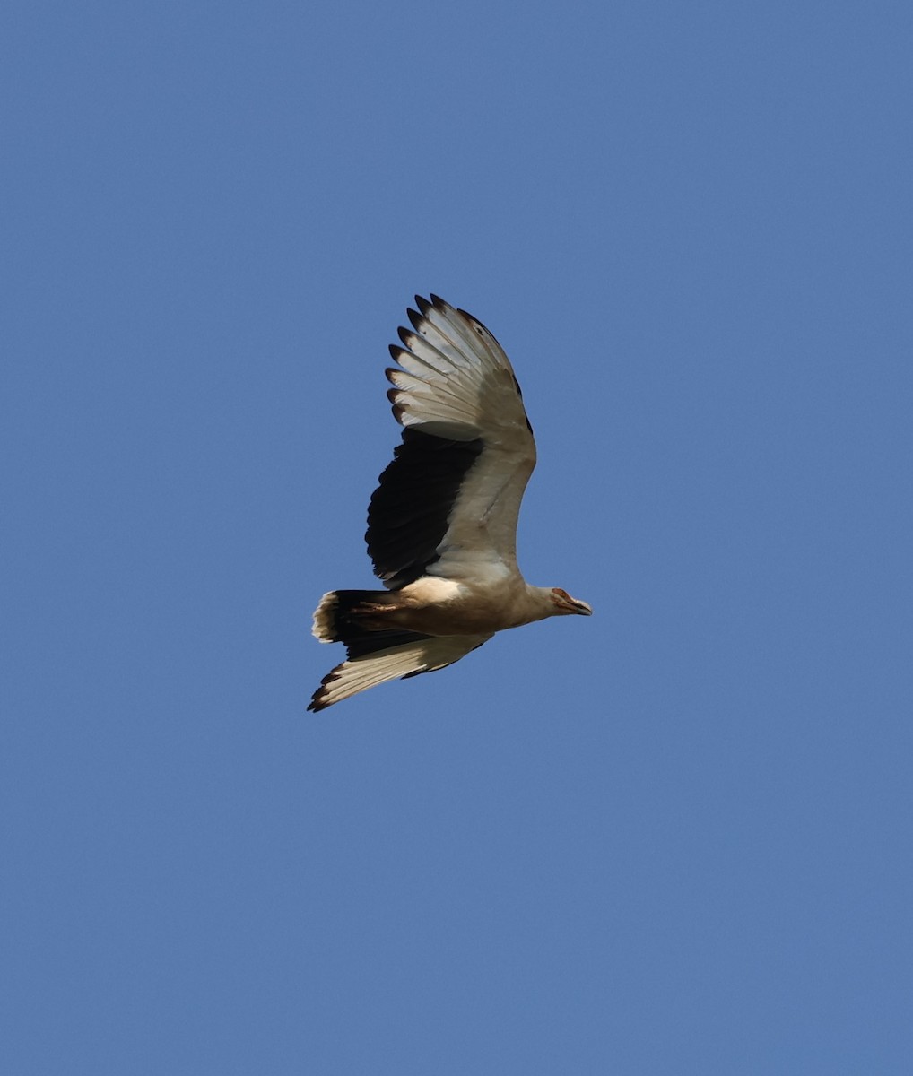 Palm-nut Vulture - ML620729703