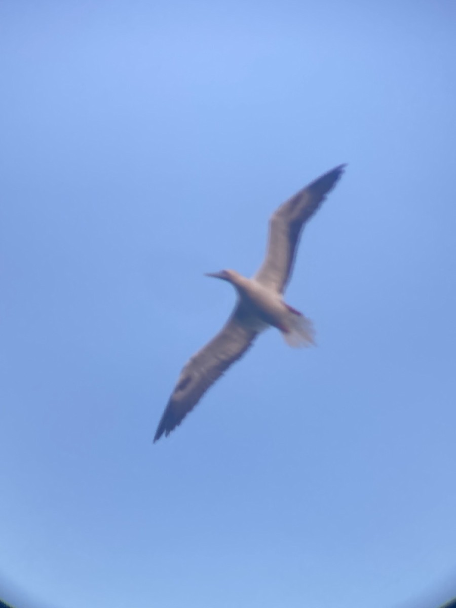 Red-footed Booby - ML620729733