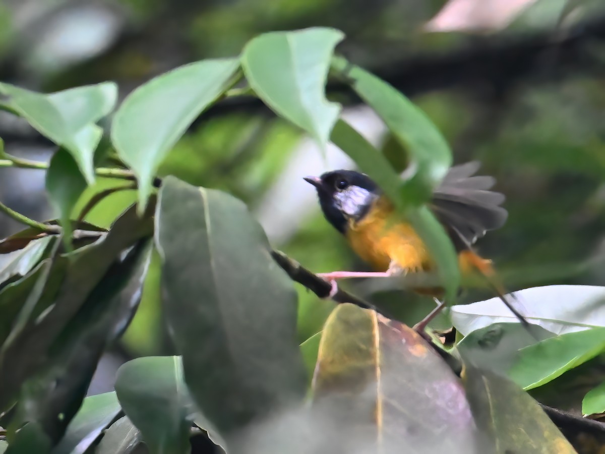 Golden-breasted Fulvetta - ML620729747