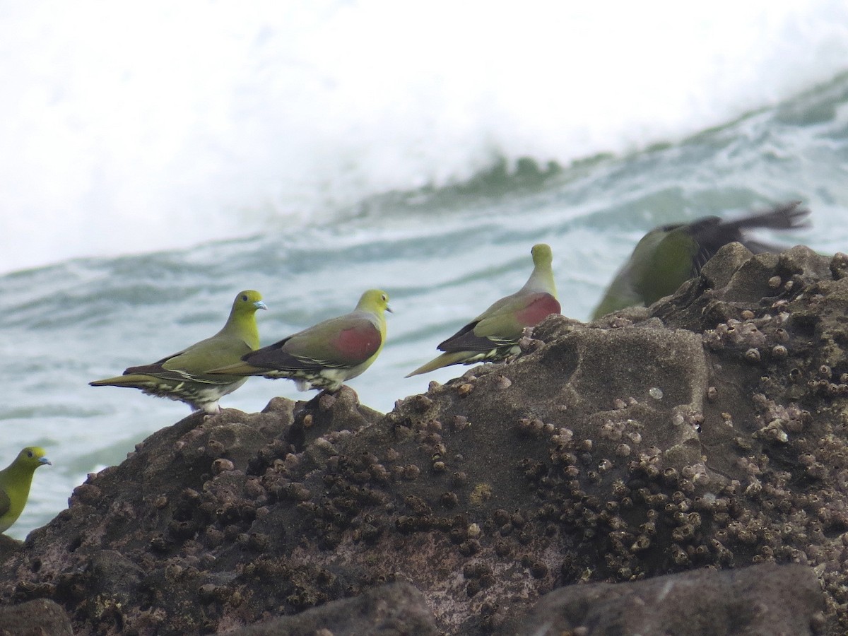 White-bellied Green-Pigeon - ML620729750