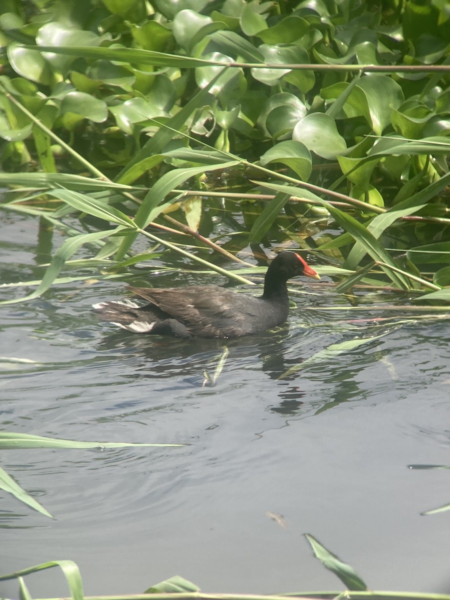 Gallinule d'Amérique (sandvicensis) - ML620729759