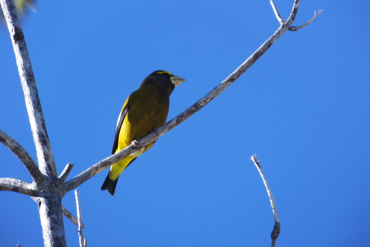 Evening Grosbeak - ML620729761