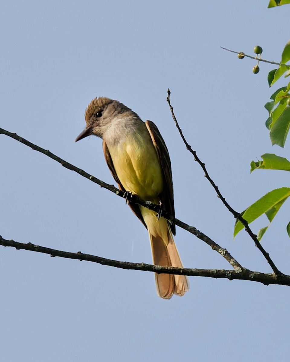 Great Crested Flycatcher - Barbara Holland